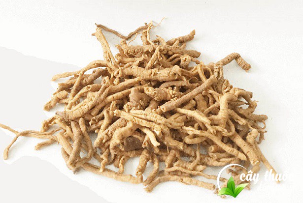 Rễ cây viễn chí